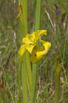 Yellow pitcherplant